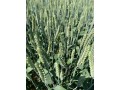 semena-ozimoi-psenicy-kranodarskoi-selekcii-small-0